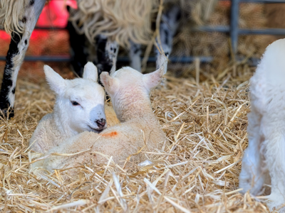 Website Images Lambing 2025